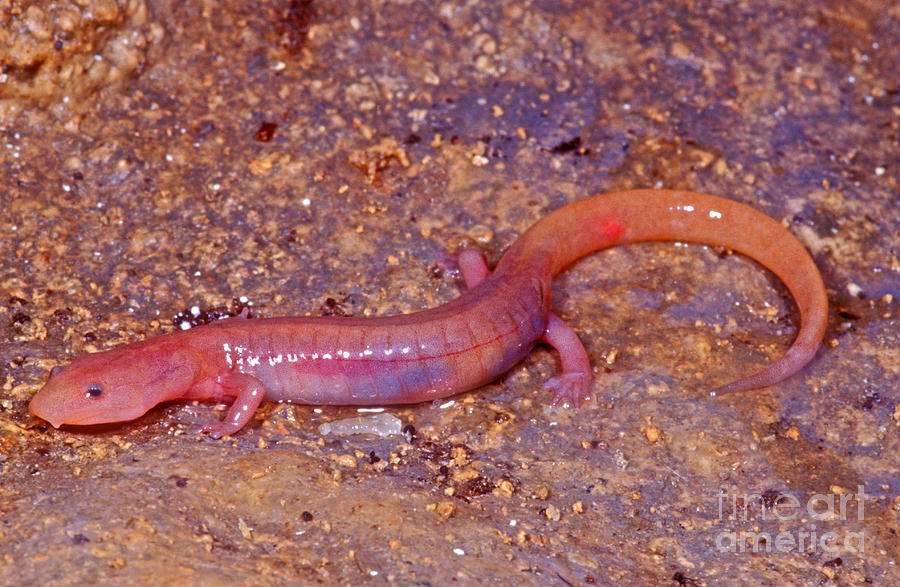 Ozark Blind Cave Salamander #2 Photograph by Dante Fenolio