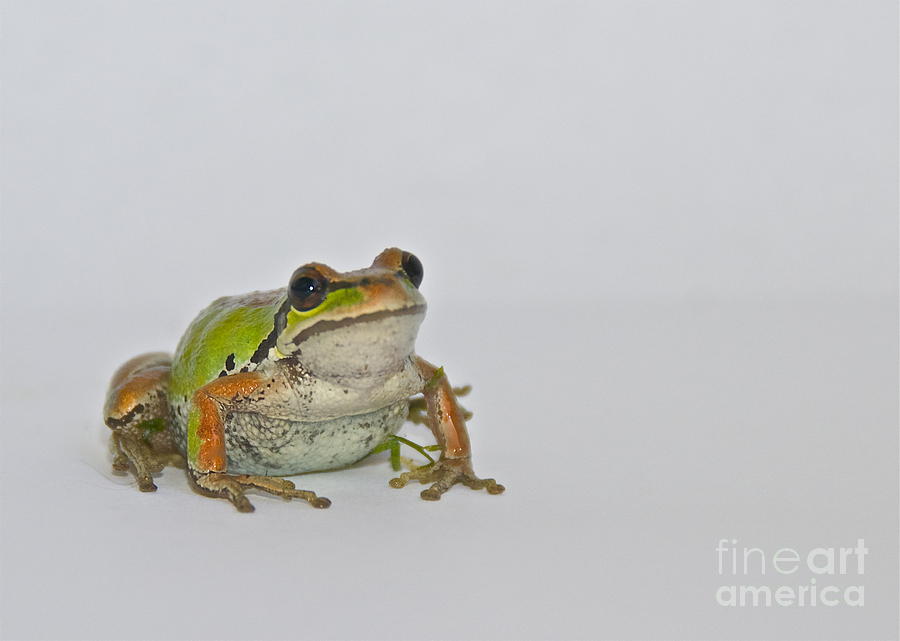 Pacific Tree Frog #2 Photograph by Sean Griffin