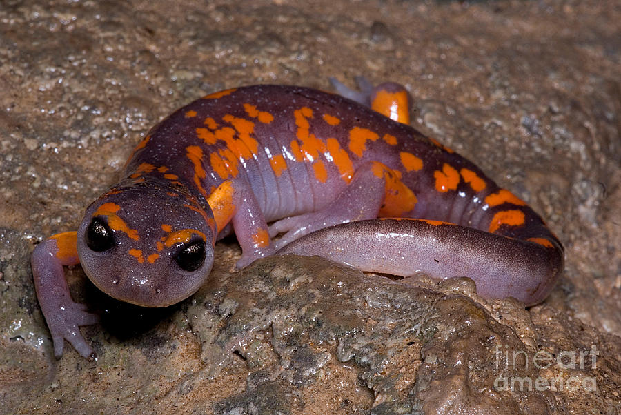 Painted Ensatina Salamander #2 Photograph by Dant Fenolio
