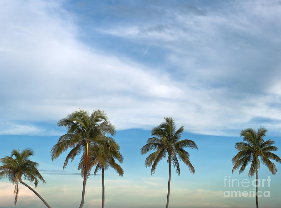Nature Photograph - Palm trees #2 by Blink Images