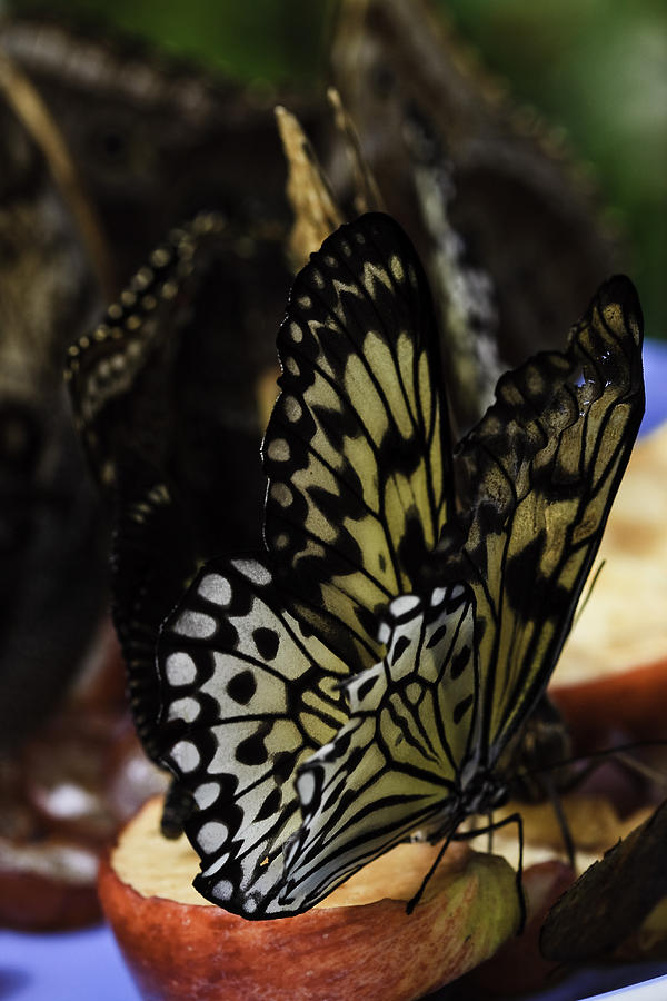 Paper Kite Butterfly #2 Photograph by Perla Copernik