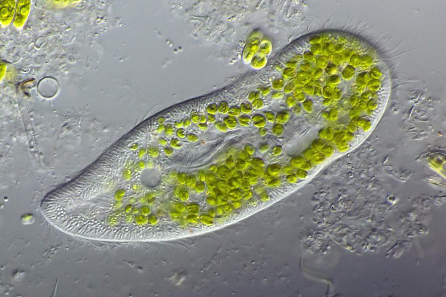 Nature Photograph - Paramecium Protozoan,light Micrograph #2 by Frank Fox
