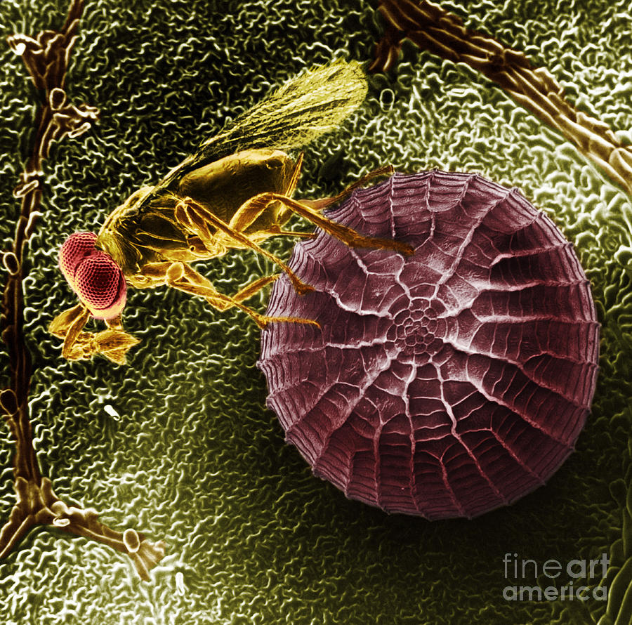 Parasitic Wasp With Egg #2 Photograph by Science Source