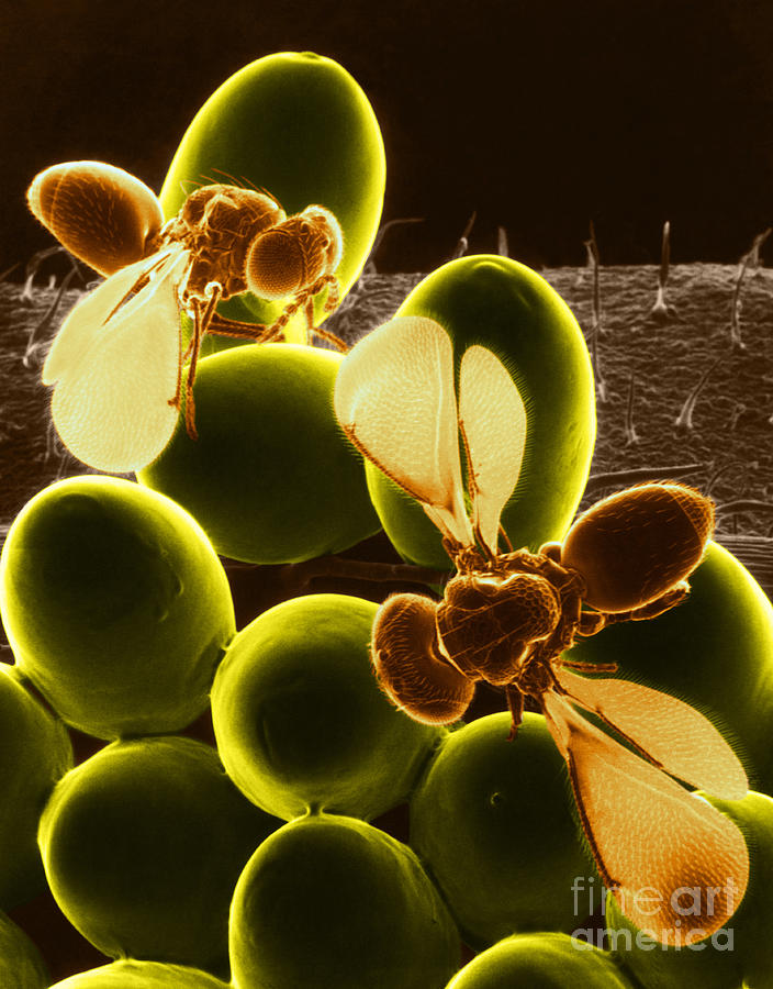 Parasitic Wasps, Sem #2 Photograph by Science Source