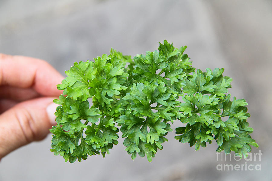 Botanical Photograph - Parsley #2 by Photo Researchers, Inc.