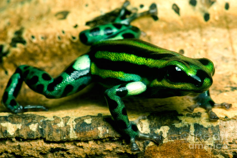 Pasco Poison Frog #2 Photograph by Dant Fenolio