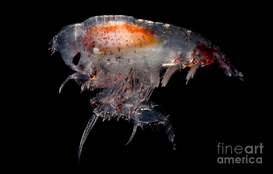 Pelagic Amphipod #2 Photograph by Dant Fenolio