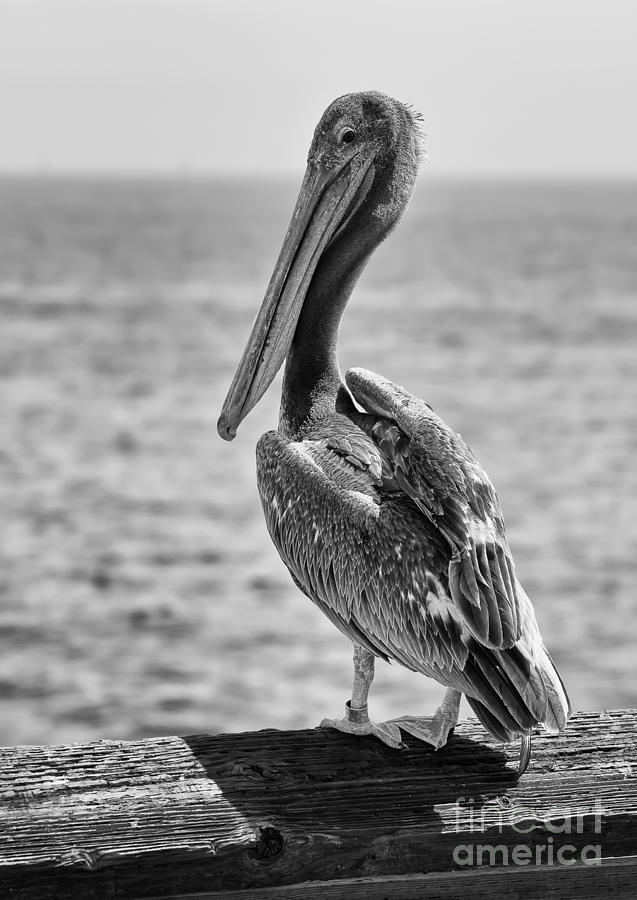 Pelican Portrait #2 Photograph by Eddie Yerkish