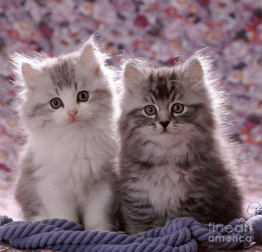 Persian Cross Kittens Photograph By Jane Burton Fine Art America 7931