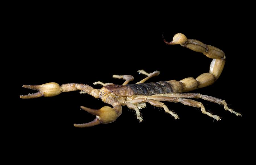 Peruvian Golden Scorpion Photograph By Lawrence Lawry Pixels