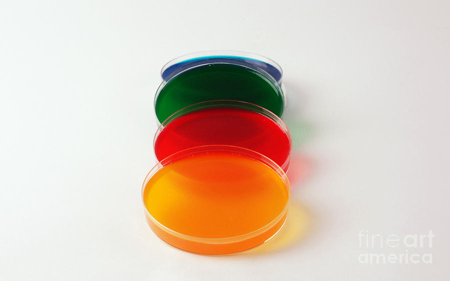 Petri Dish #2 Photograph by Photo Researchers, Inc.
