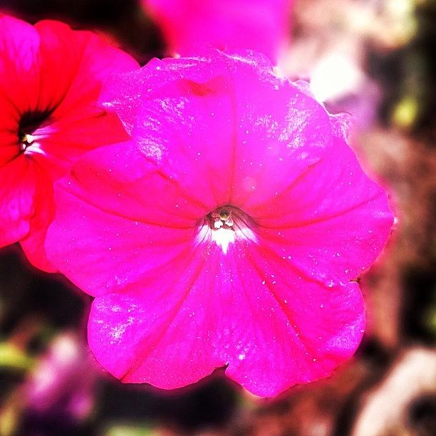 Spring Photograph - Petunia #snapseed #2 by Jason Fang
