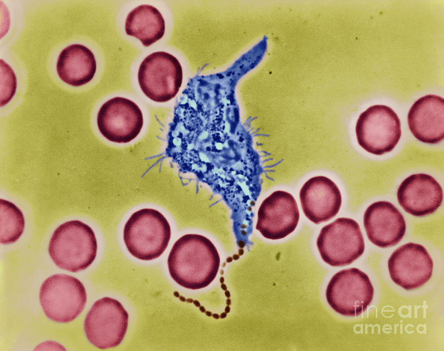 Phagocytosis #2 Photograph by Omikron