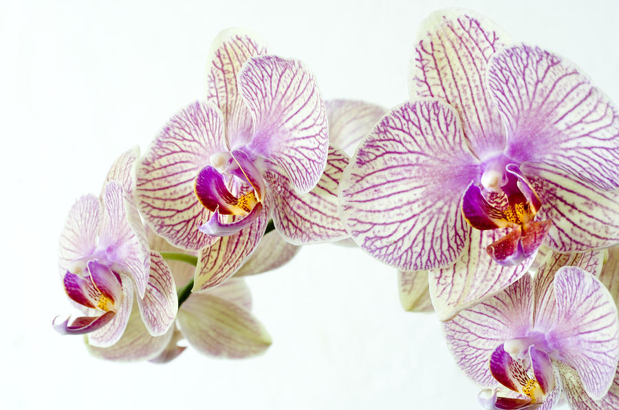 Orchid Photograph - Phalaenopsis Orchid (phalaenopsis Sp.) #2 by Lawrence Lawry