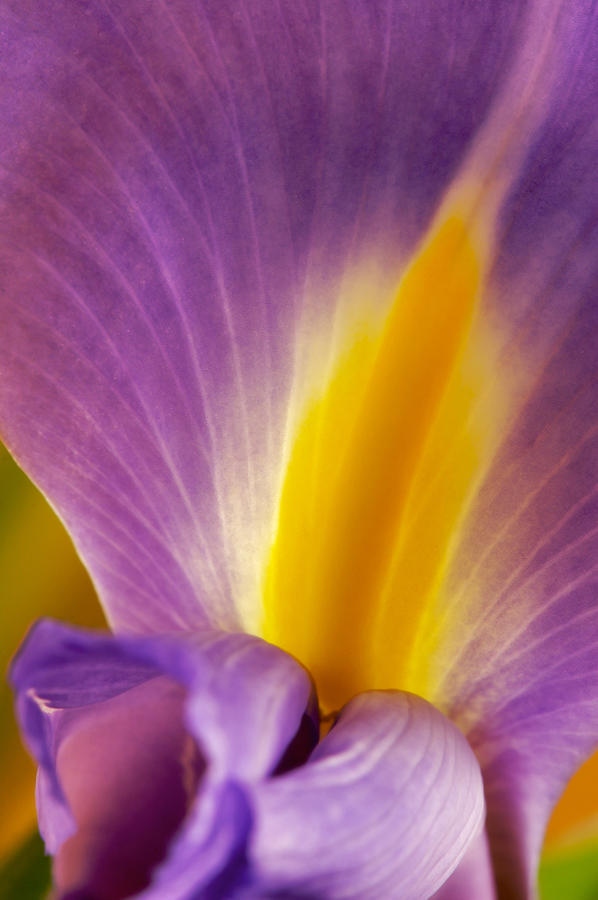 Photograph of a Dutch Iris #3 Photograph by Perla Copernik