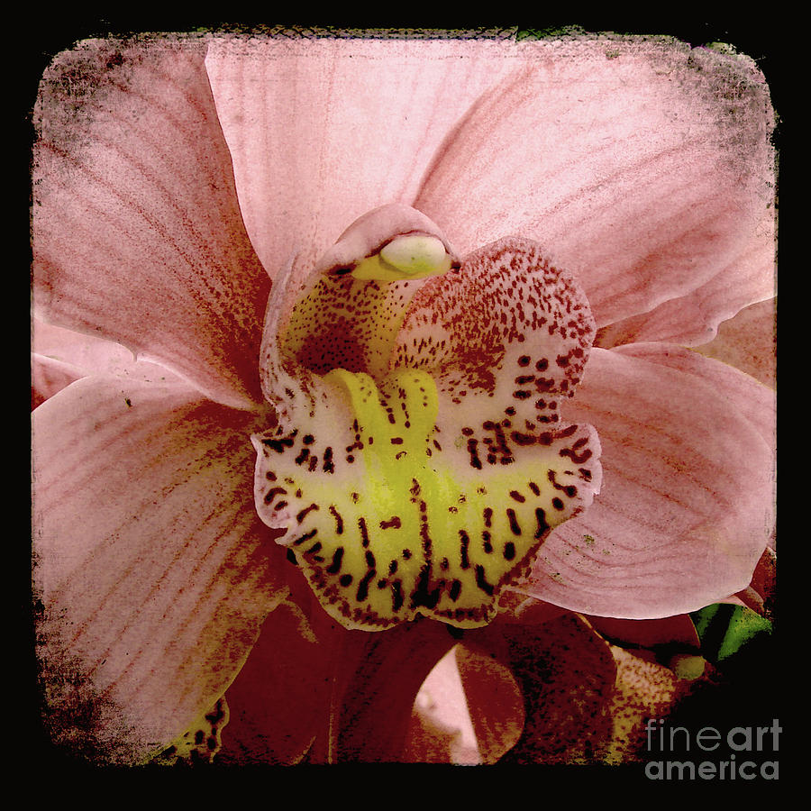 Photography floral art #2 Mixed Media by Ricki Mountain