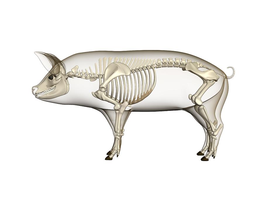 Mammal Photograph - Pig Anatomy, Artwork #2 by Friedrich Saurer