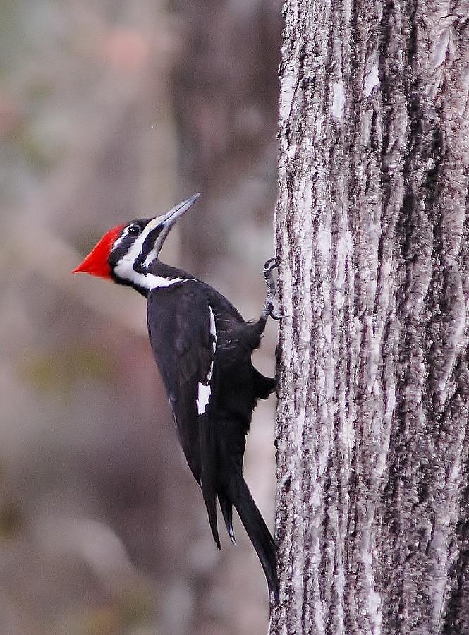 Pileated woodpecker #2 Photograph by David Campione