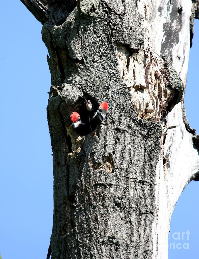 Pileated Woodpecker #2 Photograph by Jack R Brock