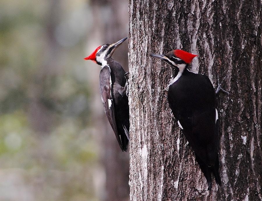 Pileated woodpeckers #2 Photograph by David Campione