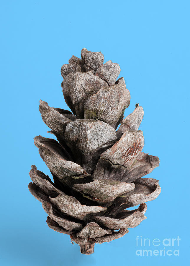 Pine Cone #2 Photograph by Photo Researchers, Inc.