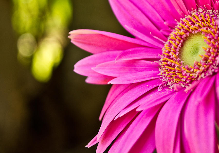 Daisy Photograph - Pink Flower #2 by Norchel Maye Camacho