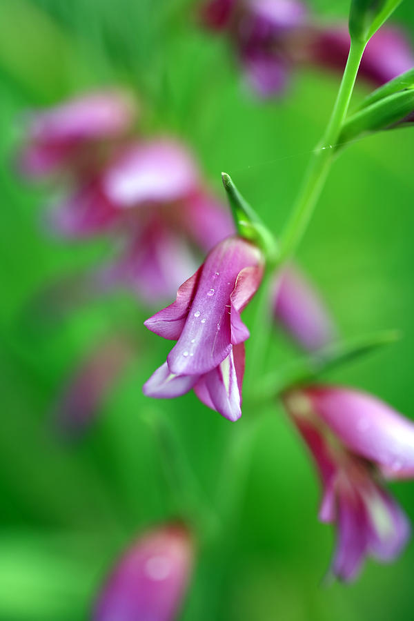 Pink flowers of Gladiolus Communis #2 Photograph by Frank Tschakert