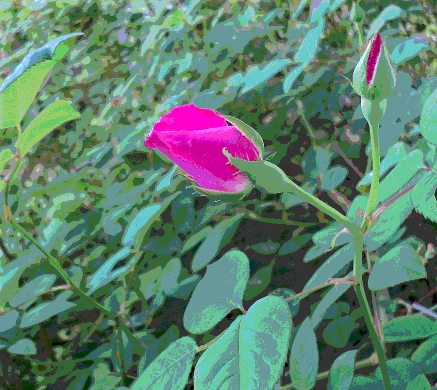 2 Pink Rose Buds with Foliage Photograph by Padre Art