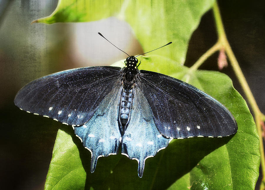 Pipevine Swallowtail Butterfly Photograph By Saija Lehtonen - Pixels