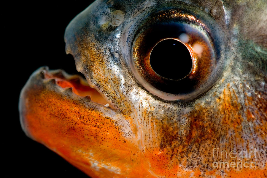 Piranha #1 Photograph by Dante Fenolio