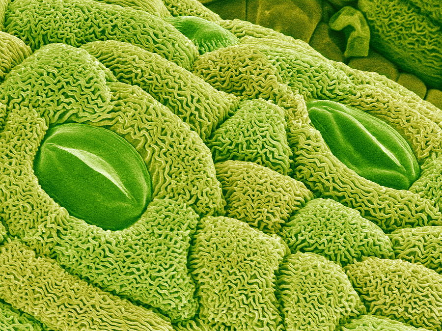 pores under microscope