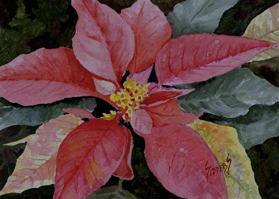 Poinsettia #2 Painting by Sam Sidders