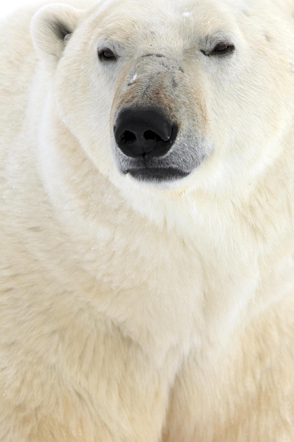 Polar Bear, Churchill, Manitoba Photograph by Robert Postma - Fine Art ...