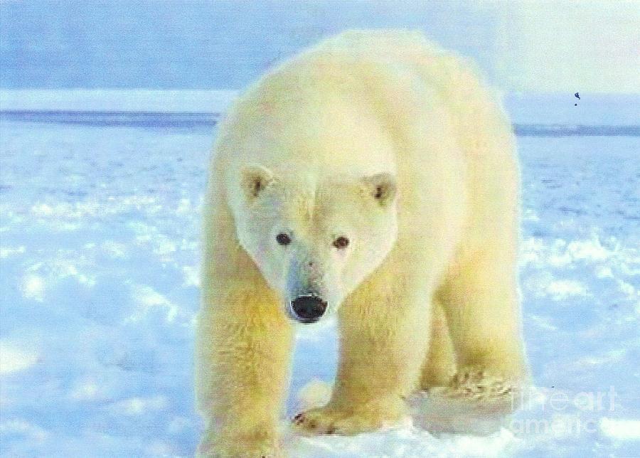 Polar Bear Photograph - Polar Bear #2 by Diane Kurtz