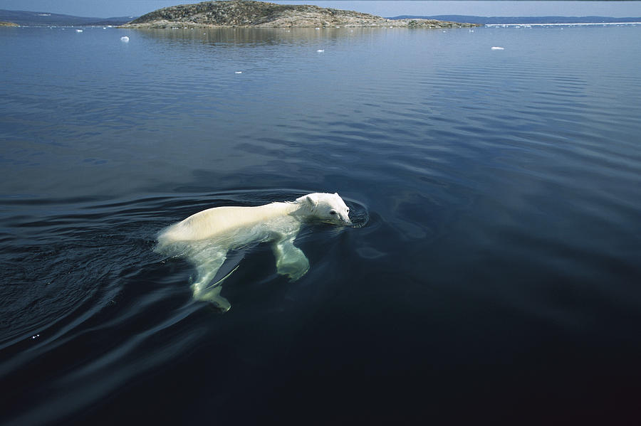 Polar Bear Swimming Wager Bay Canada #2 Photograph by Flip Nicklin