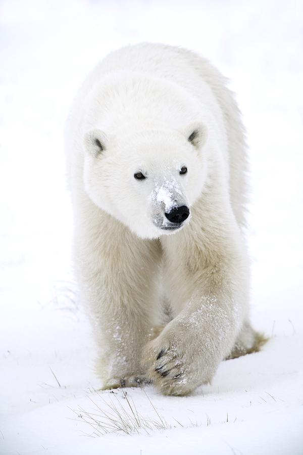 Animal Photograph - Polar Bear Walking #2 by Richard Wear