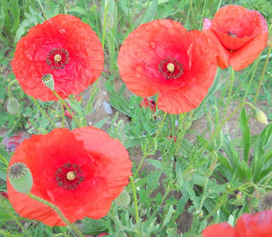 Poppy Photograph by Irina Zelichenko - Fine Art America