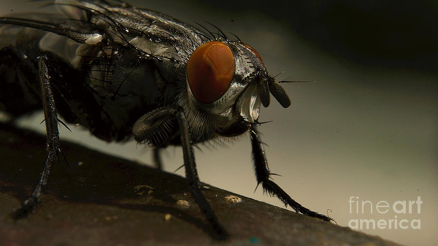 Portrait Of A Fly #2 Photograph by Mareko Marciniak