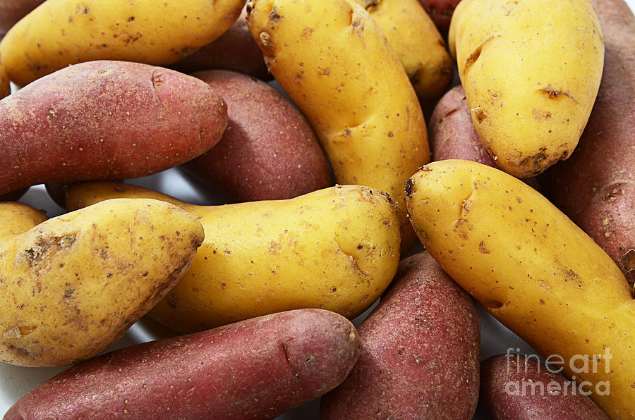 Potato Photograph - Potato #2 by Photo Researchers, Inc.