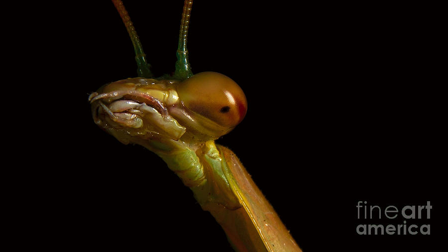 Praying Mantis Portrait #2 Photograph by Mareko Marciniak