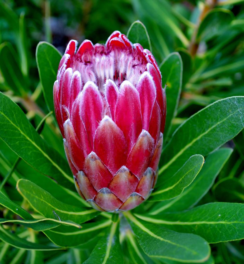 Protea blossom #2 Photograph by Werner Lehmann - Fine Art America