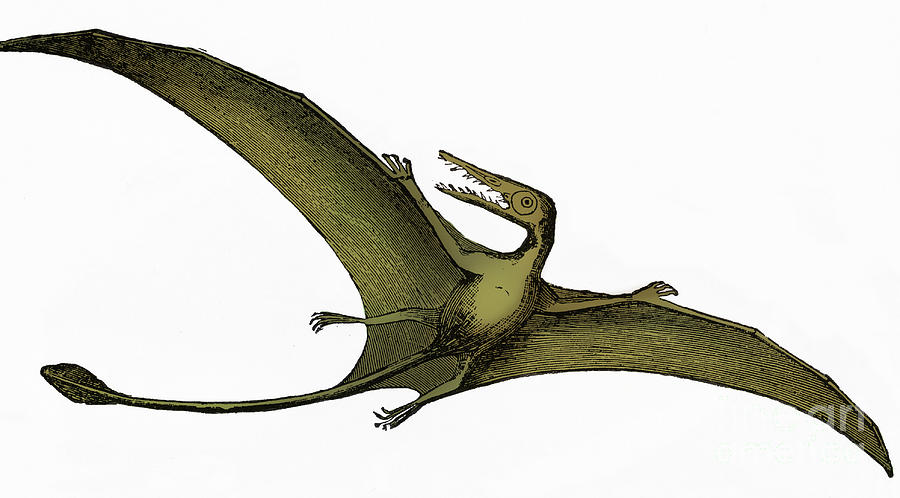 Pterodactyl Extinct Flying Reptile #5 Photograph by Science Source