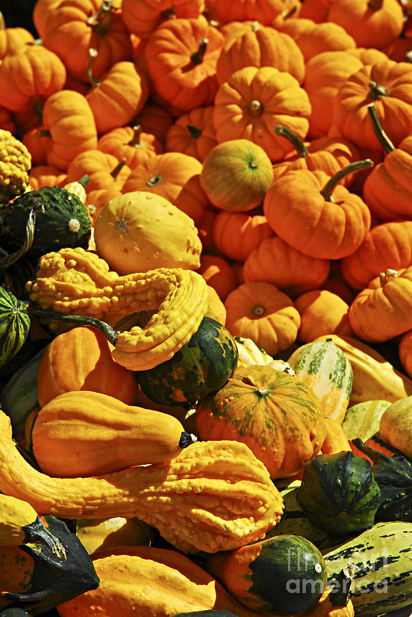 Pumpkins and gourds 1 Photograph by Elena Elisseeva