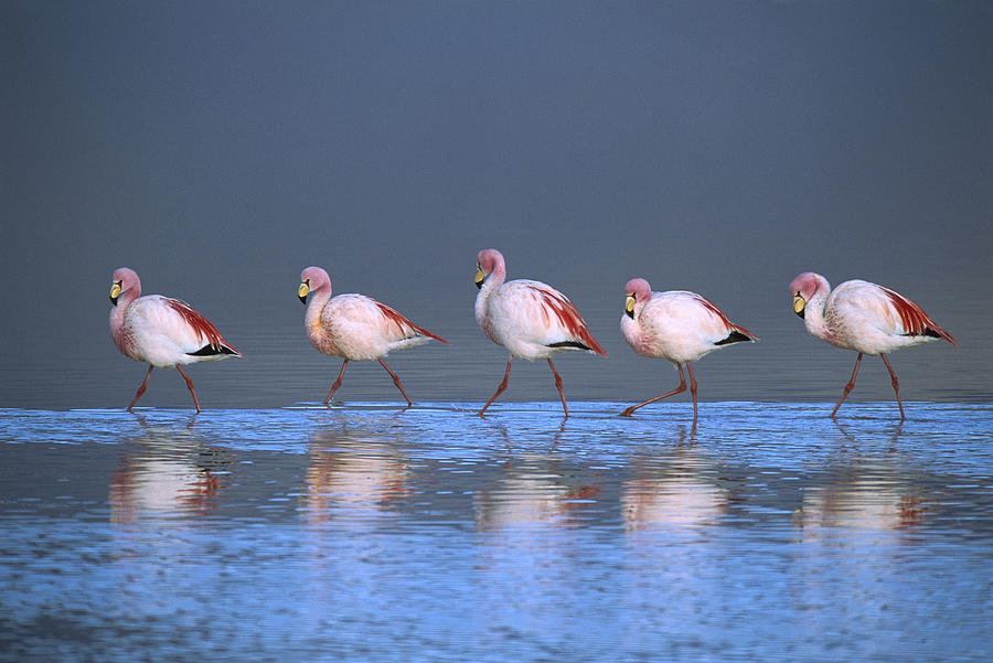 Puna Flamingo Formation Photograph by Tui De Roy