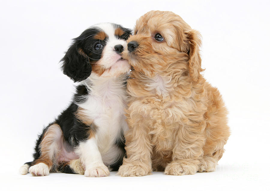 Animal Photograph - Puppies #2 by Mark Taylor