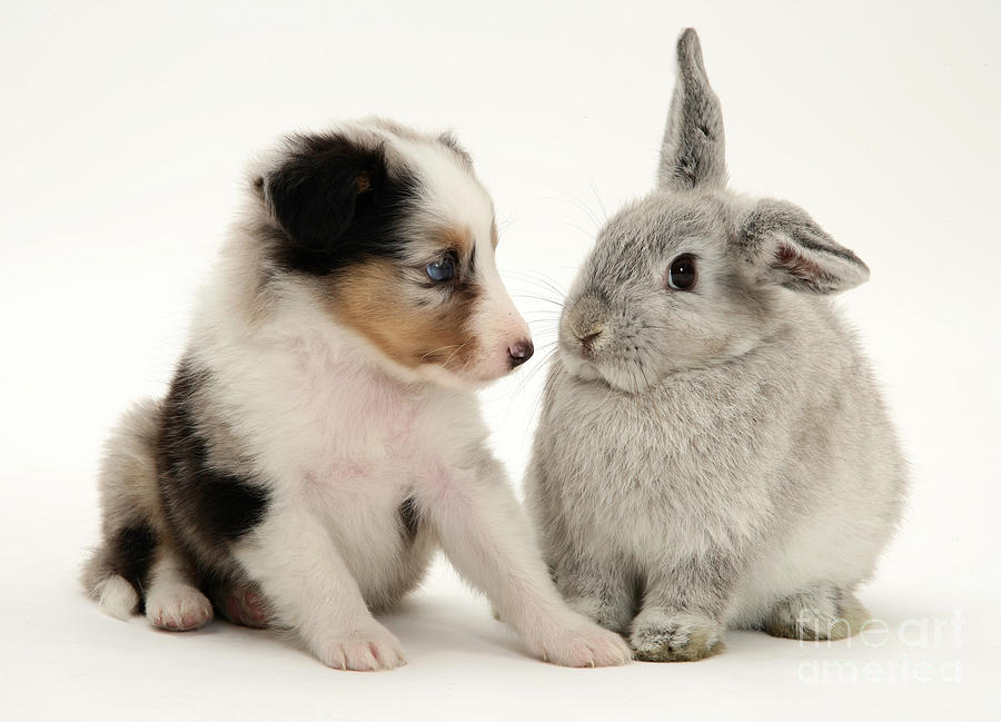 Puppy And Rabbit #2 Photograph by Jane Burton