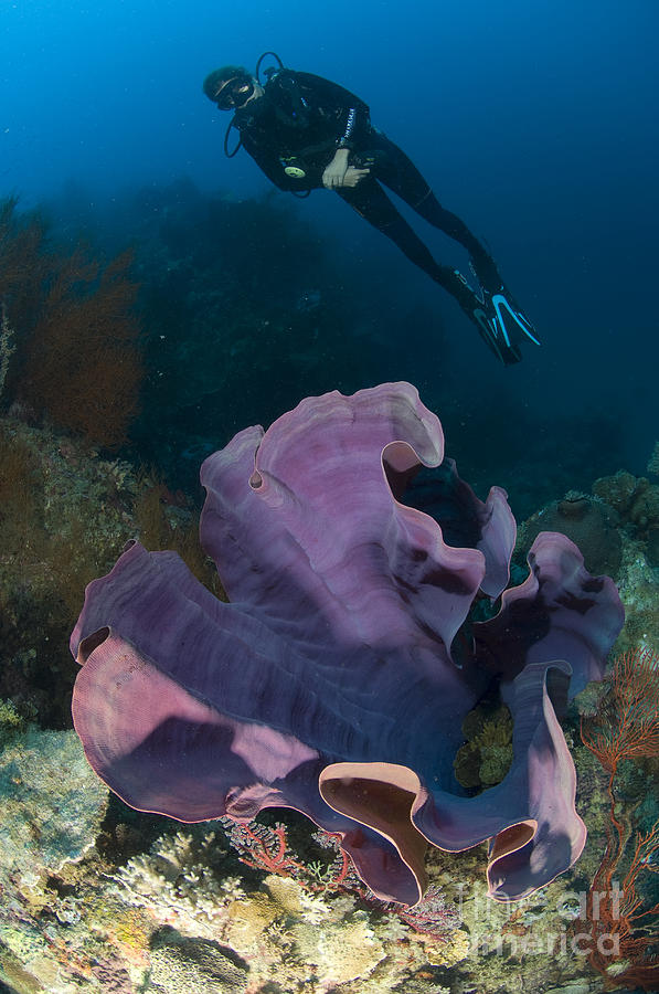 Purple Elephant Ear Sponge With Diver #2 Photograph by Steve Jones