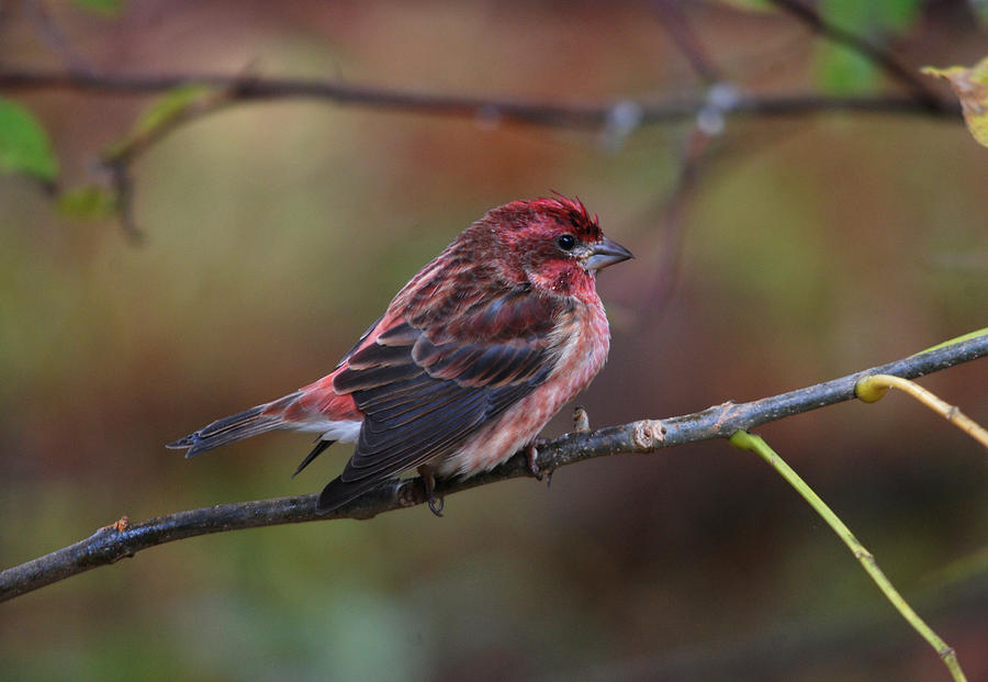 Purple Finch #2 Photograph by Perry Van Munster