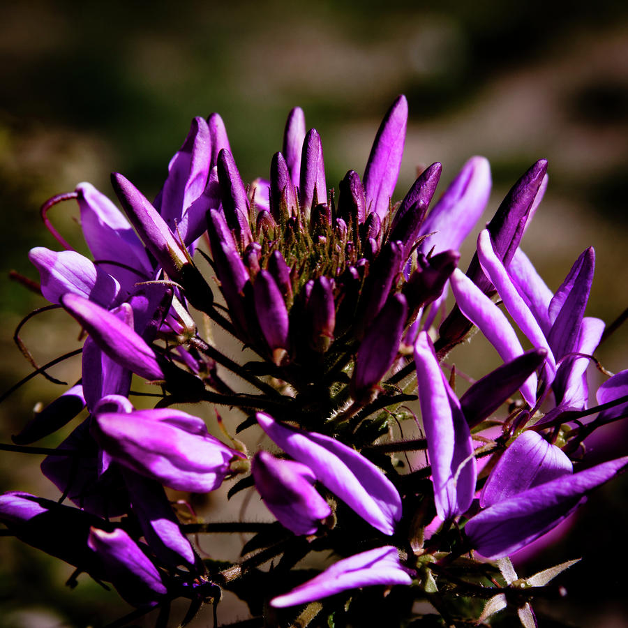 Purple Flower #2 Photograph by David Patterson