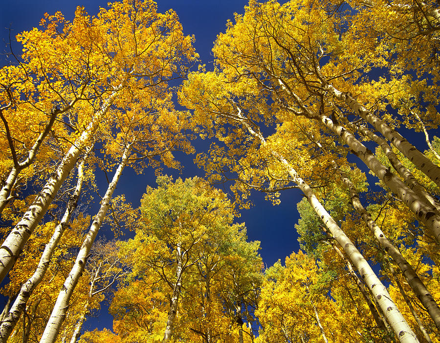 Quaking Aspen Grove In Fall Colors #2 Photograph by Tim Fitzharris
